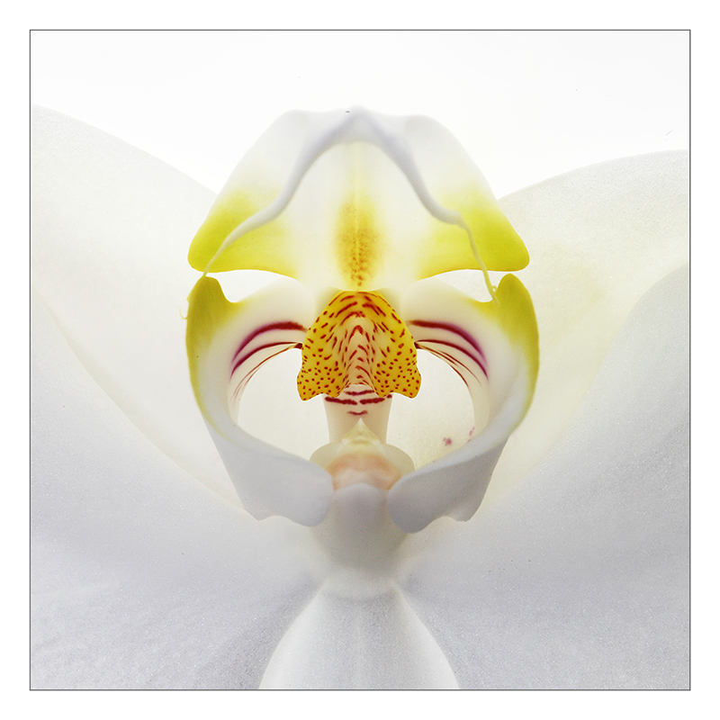 Phalaenopsis-Blüte