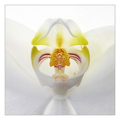 Phalaenopsis-Blüte