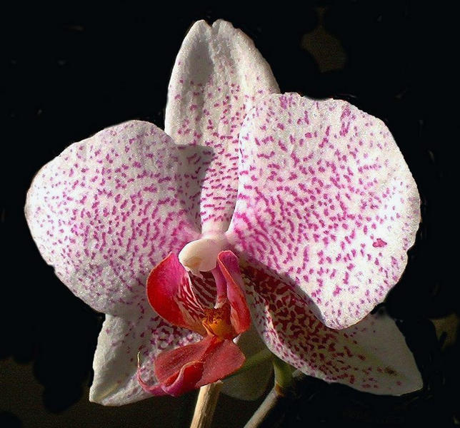 phalaenopsis-blüte