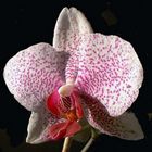 phalaenopsis-blüte