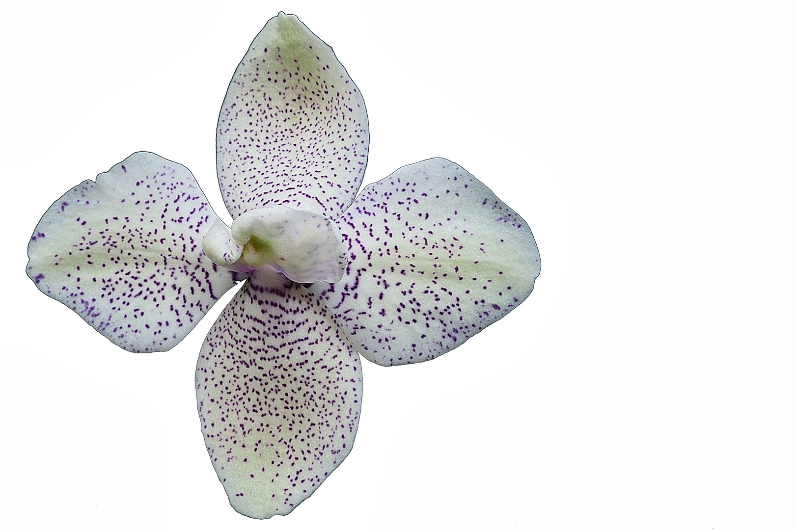 Phalaenopsis Blüte