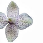 Phalaenopsis Blüte