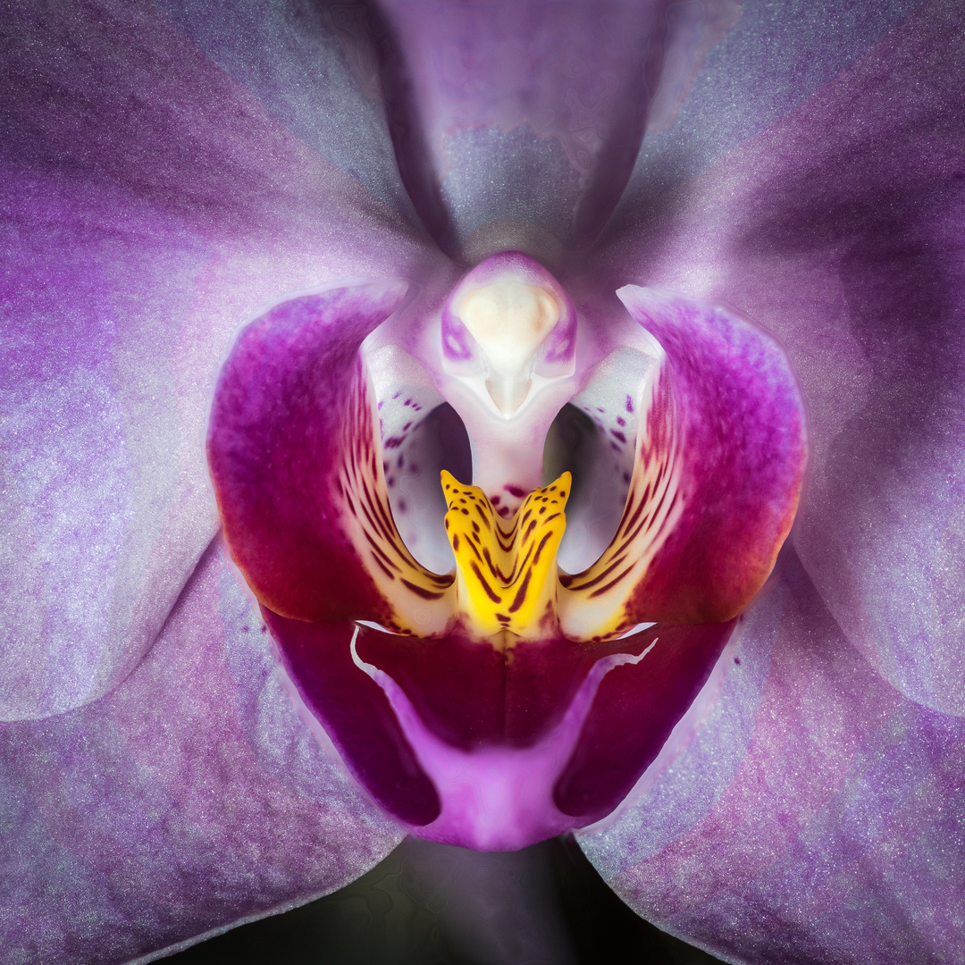 Phalaenopsis Blüte - Detail