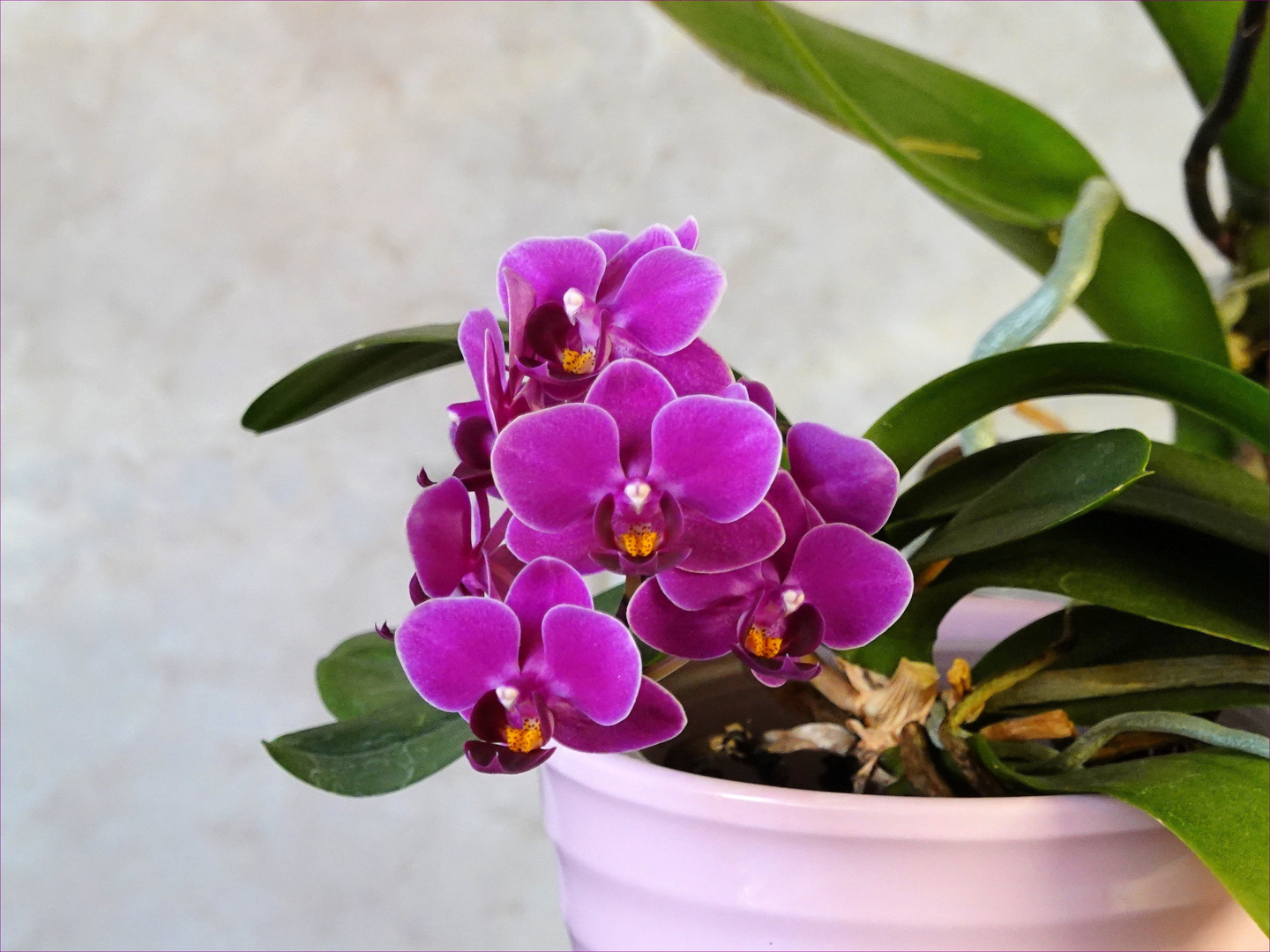 Phalaenopsis-Blüten