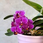 Phalaenopsis-Blüten