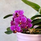 Phalaenopsis-Blüten