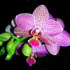 Phalaenopsis-Blüten