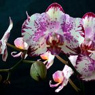 Phalaenopsis - Blüten