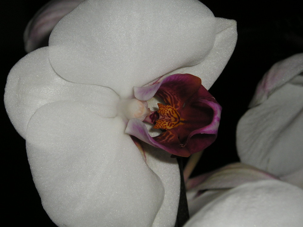 Phalaenopsis Blütenmakro