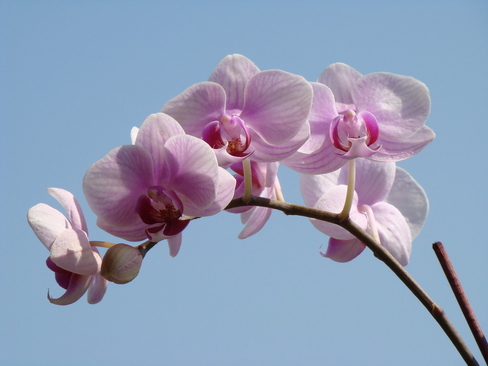 Phalaenopsis-Blütenpracht