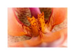 Phalaenopsis Blütenstempel.........