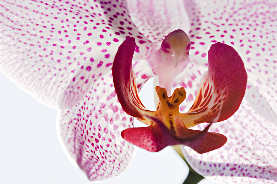 Phalaenopsis - Blütentraum - I