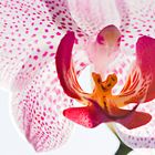 Phalaenopsis - Blütentraum - I