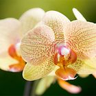 Phalaenopsis - Blütentraum - II