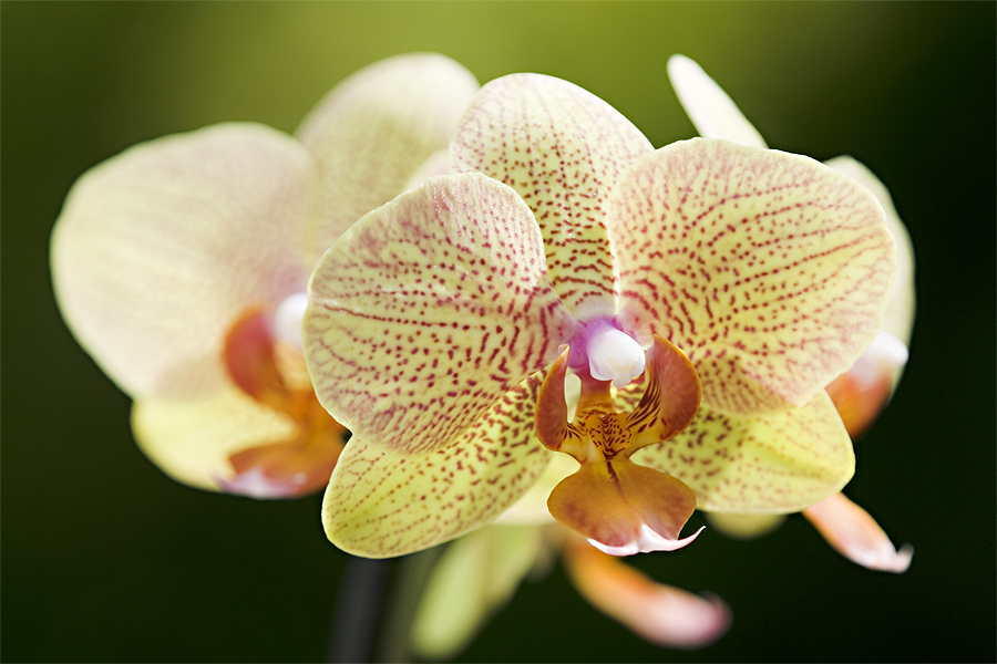 Phalaenopsis - Blütentraum - II