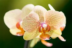 Phalaenopsis - Blütentraum - II