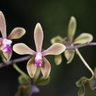 Phalaenopsis bracceana