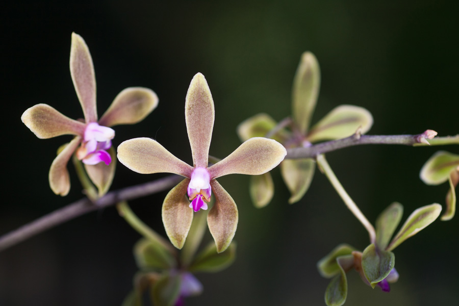 Phalaenopsis bracceana