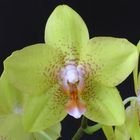 Phalaenopsis Brother Golden Potential