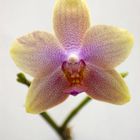 Phalaenopsis Brother Pepride