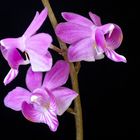 Phalaenopsis buyssoniana