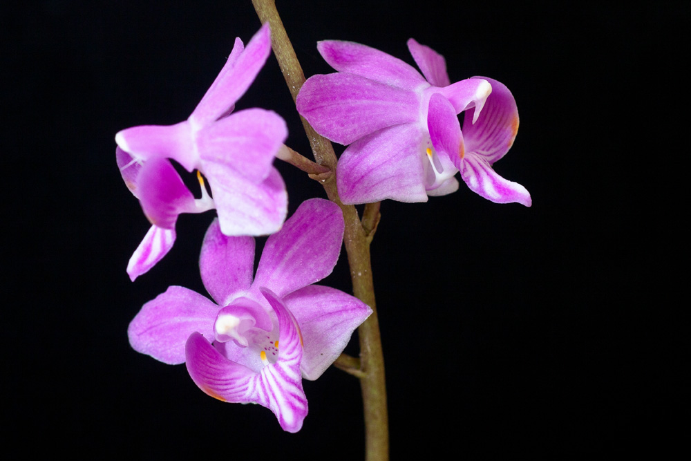 Phalaenopsis buyssoniana
