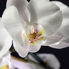 Phalaenopsis