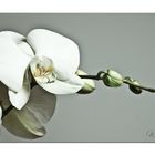 Phalaenopsis