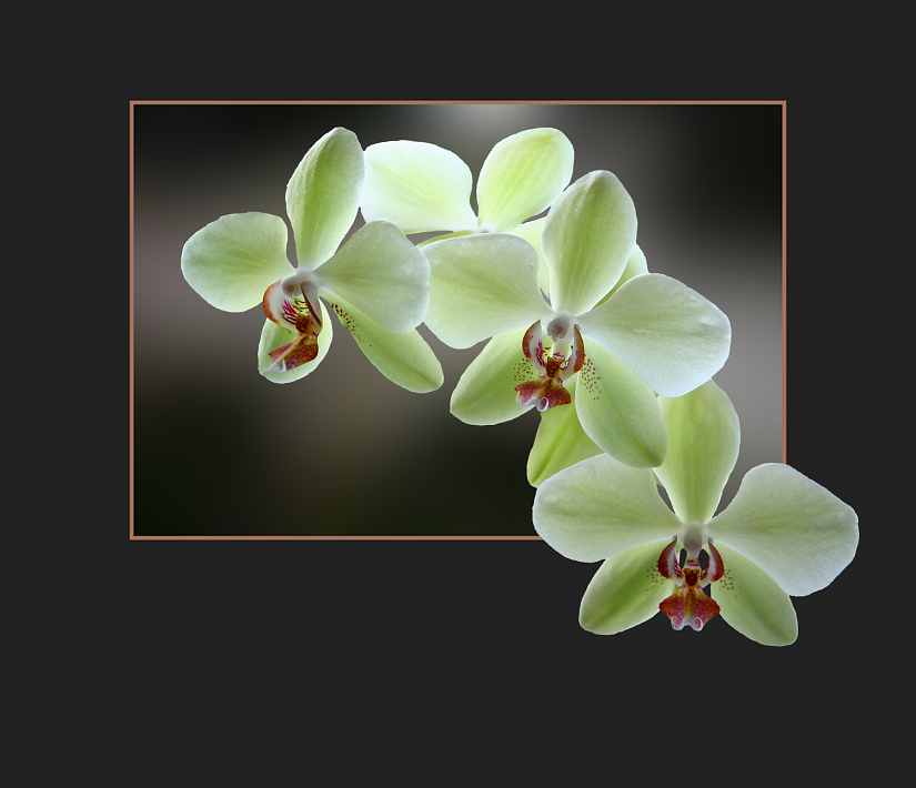 Phalaenopsis