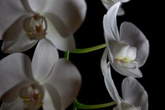 Phalaenopsis