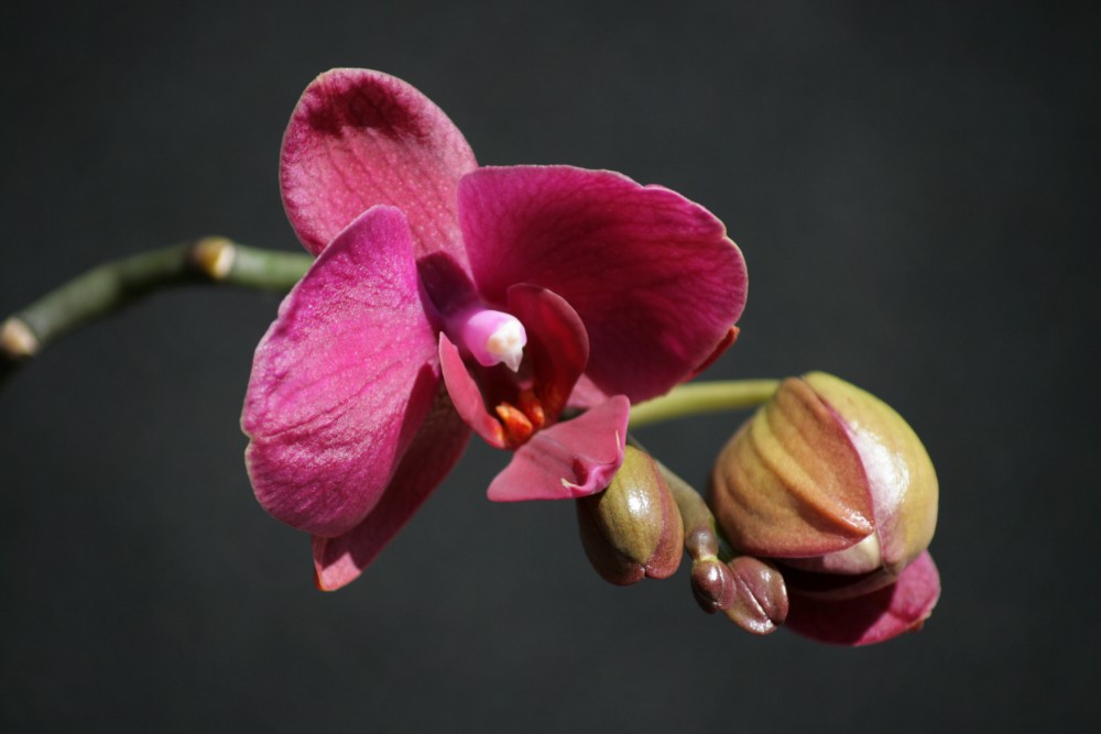 Phalaenopsis