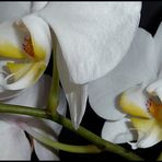 phalaenopsis