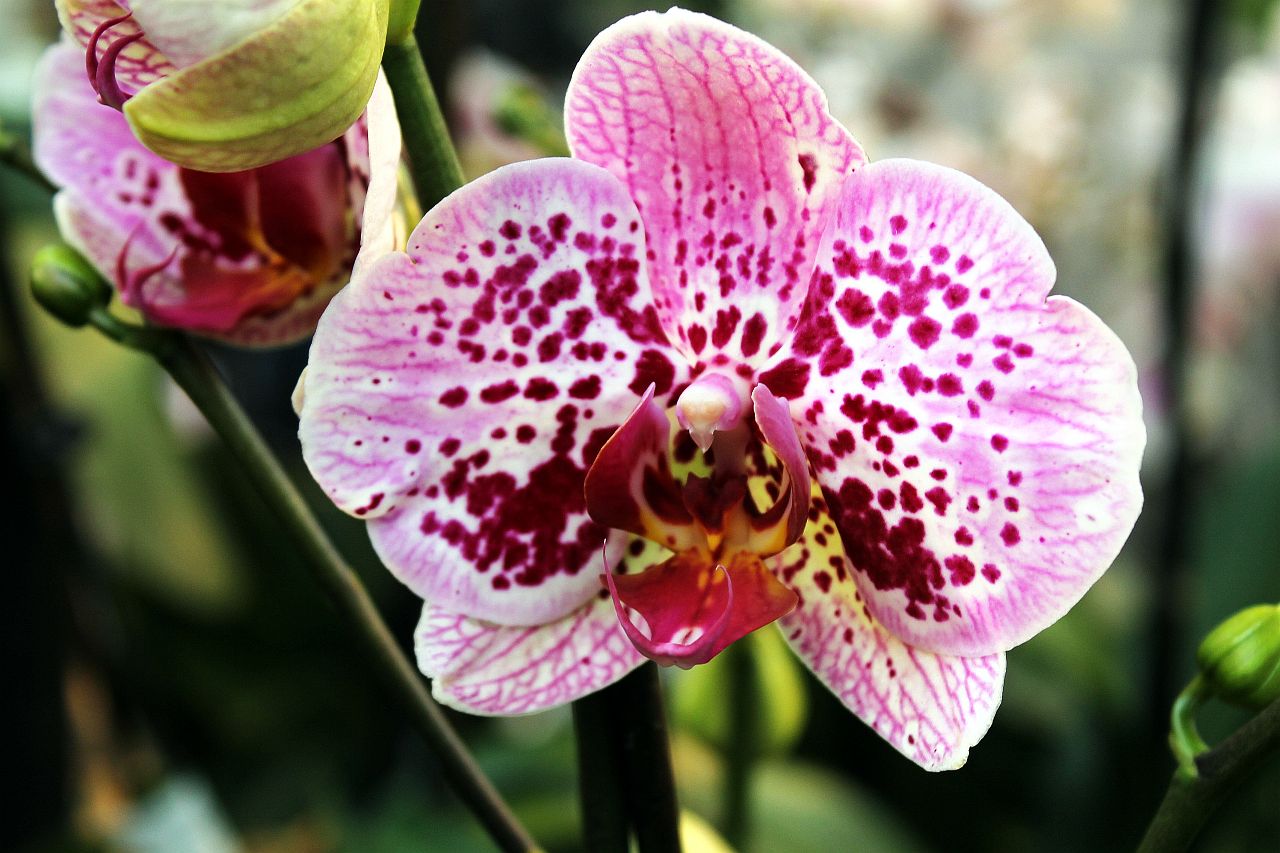 Phalaenopsis