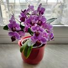 Phalaenopsis