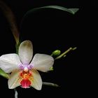 Phalaenopsis (??)