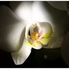 [Phalaenopsis]