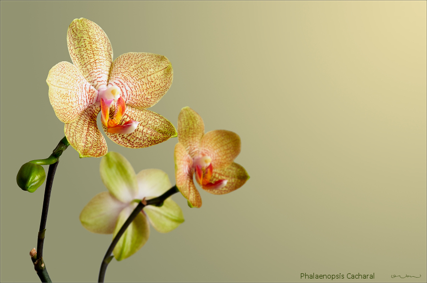 Phalaenopsis Cacharal