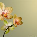 Phalaenopsis Cacharal