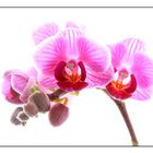 ~ phalaenopsis calimero ~