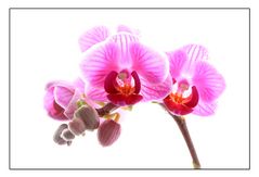 ~ phalaenopsis calimero ~