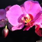 Phalaenopsis