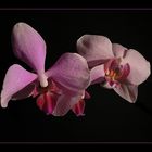 Phalaenopsis