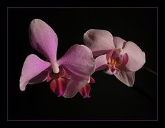 Phalaenopsis