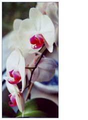 Phalaenopsis.