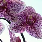 Phalaenopsis