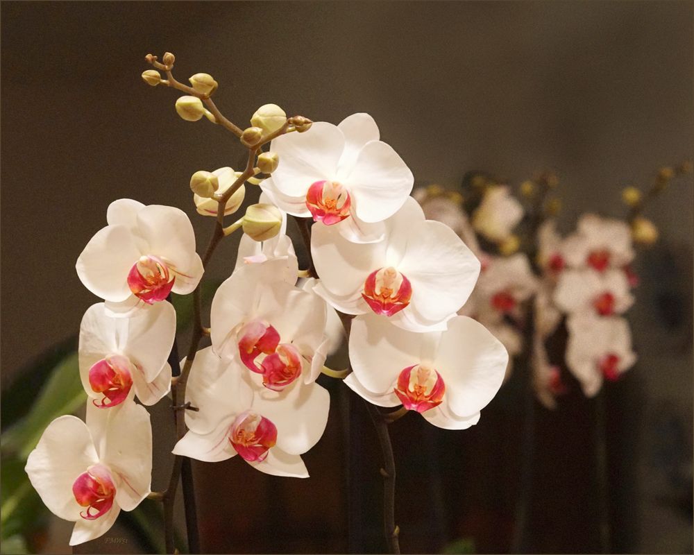 Phalaenopsis