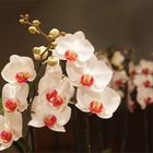 Phalaenopsis