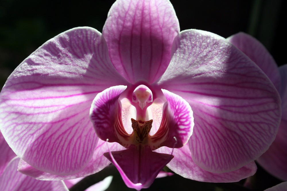 Phalaenopsis celebensis...aufgerissen...