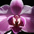 Phalaenopsis celebensis...aufgerissen...