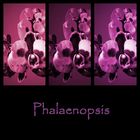Phalaenopsis - Collage (meine erste..)